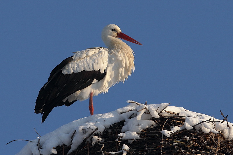 Anche le cicogne sotto la neve...
